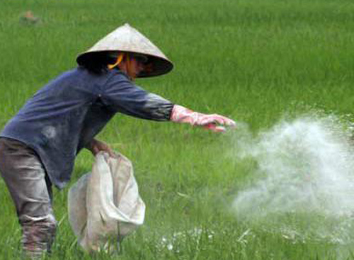 Tăng cường bón thêm vôi và phân lân để phòng trừ lem lép hạt trên lúa