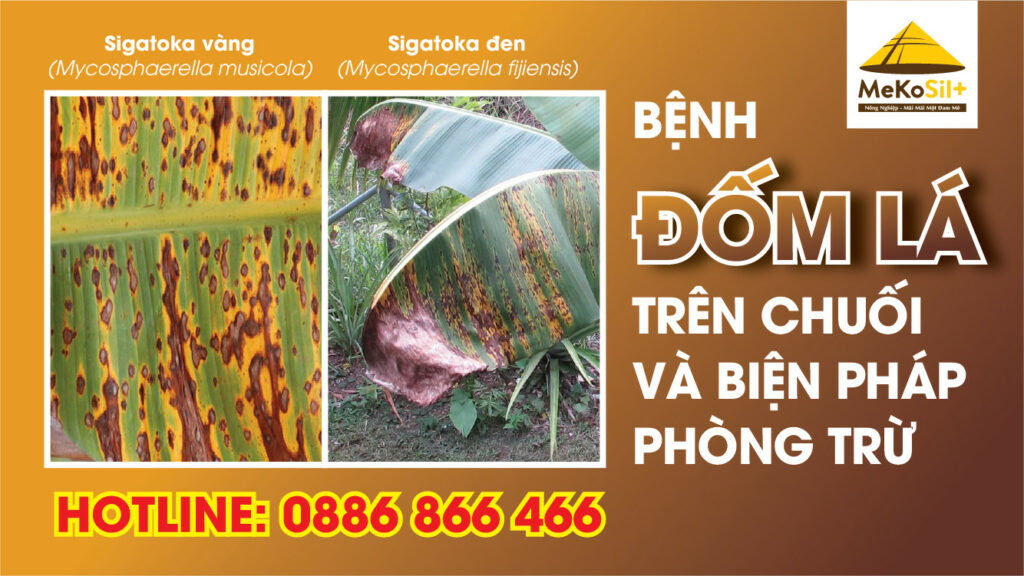 BỆNH ĐỐM LÁ TRÊN CHUỐI VÀ BIỆN PHÁP PHÒNG TRỪ