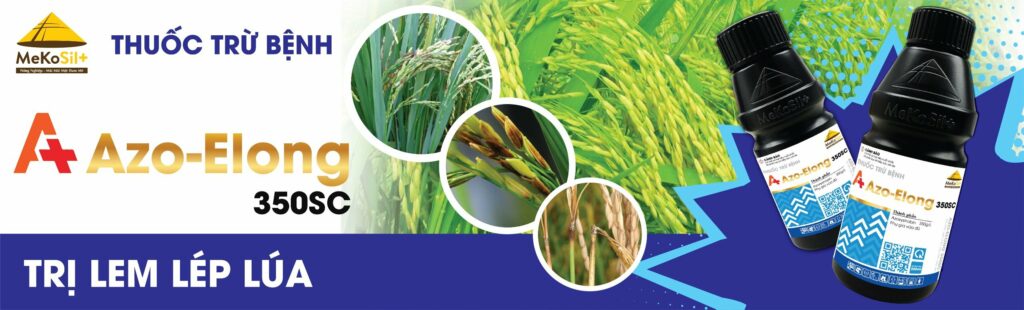 BỆNH LEM LÉP HẠT LÚA VÀ GIẢI PHÁP PHÒNG TRỊ