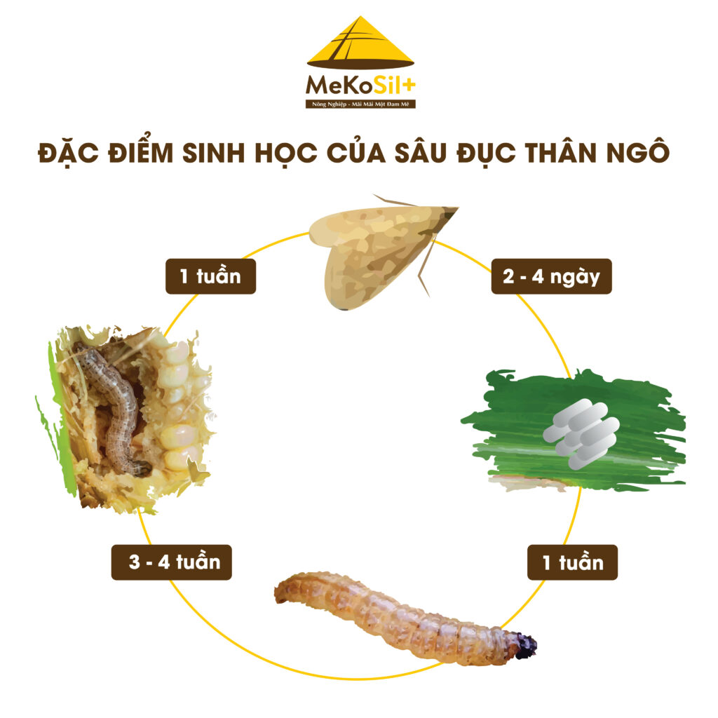 GIẢI PHÁP PHÒNG TRỪ SÂU ĐỤC THÂN TRÊN CÂY NGÔ