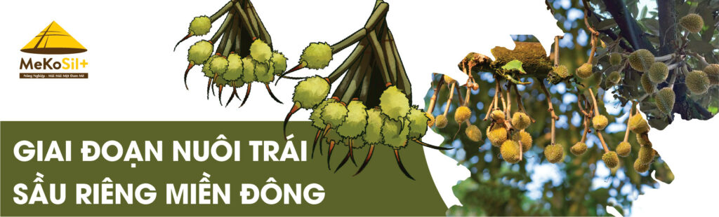 GIAI ĐOẠN NUÔI TRÁI SẦU RIÊNG MIỀN ĐÔNG