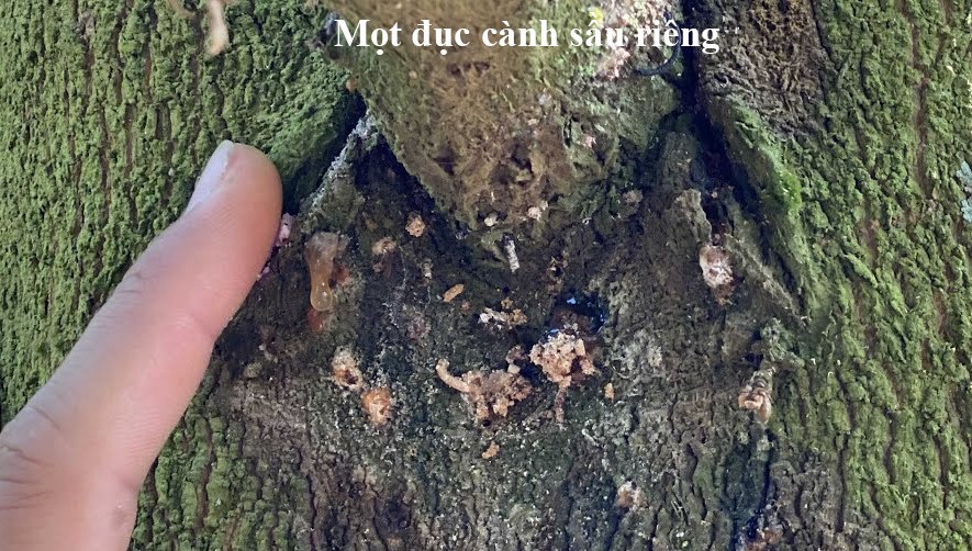 MỌT ĐỤC CÀNH TRÊN CÂY SẦU RIÊNG – 6 CÁCH PHÒNG TRỪ HIỆU QUẢ