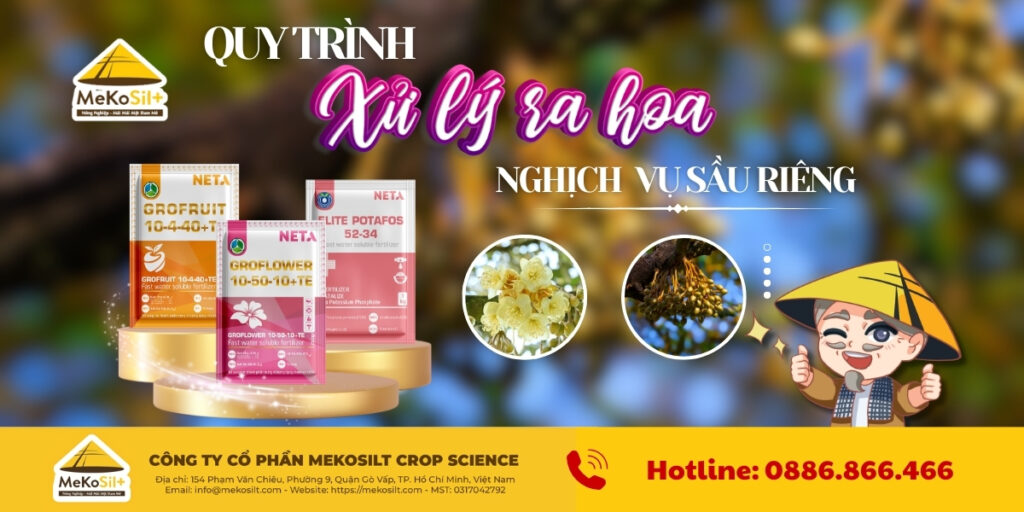 quy trình xử lý ra hoa nghịch vụ cho cây sầu riêng