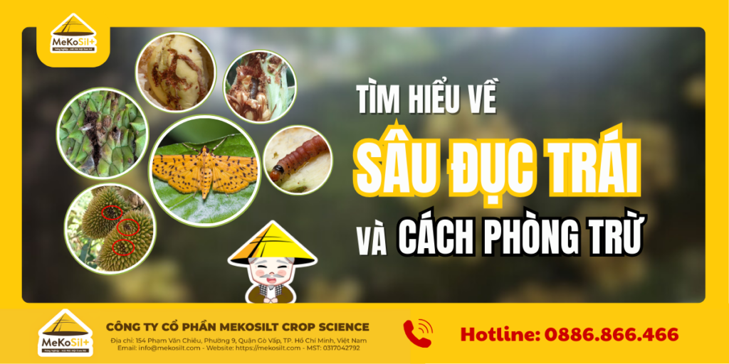 Tìm hiểu về sâu đục trái và cách phòng trừ