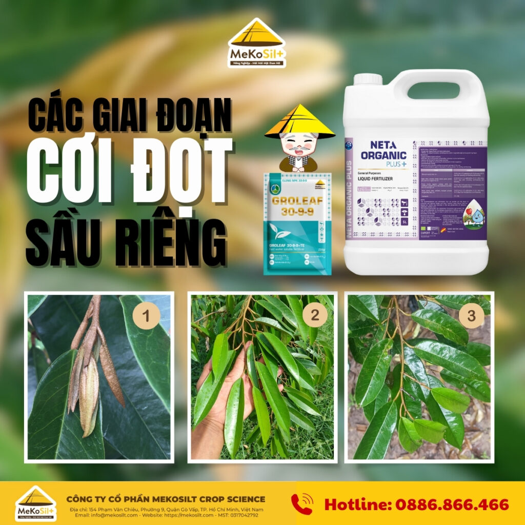 các giai đoạn cơi đọt sầu riêng